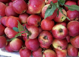 Táo minni đội lốt táo mèo Hà Giang