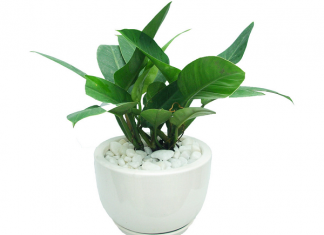 Cây đế vương - Cây phong thủy đón may mắn, tài lộc