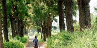 Đến thành phố pleiku khám phá biển hồ chè và biển hồ