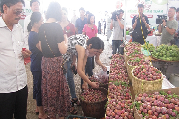 Xuất khẩu đặc sản mận hậu Sơn La sang thị trường Campuchia