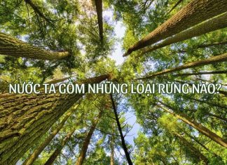 Nước ta gồm những loại rừng nào?
