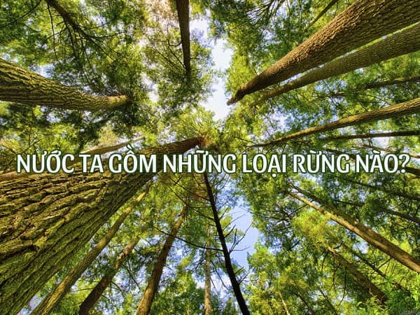 Nước ta gồm những loại rừng nào?
