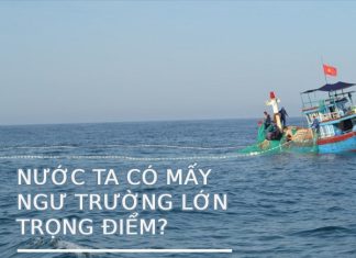 Nước ta có mấy ngư trường lớn trọng điểm bạn đã biết chưa?