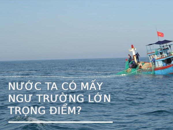 Nước ta có mấy ngư trường lớn trọng điểm bạn đã biết chưa?