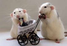 Mở cửa vận đỏ với con số may mắn tuổi Canh Tý hôm nay