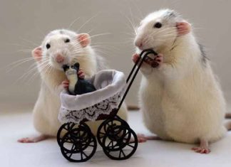 Mở cửa vận đỏ với con số may mắn tuổi Canh Tý hôm nay