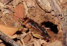 Con dế số mấy và ý nghĩa trong đời sống văn hóa Việt con dế số mấy