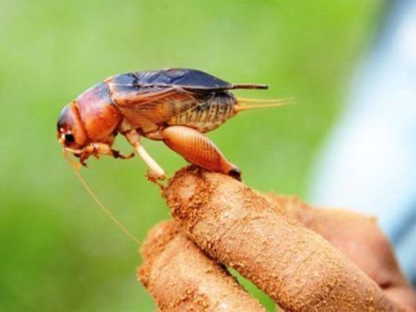 Con dế số mấy theo quan niệm dân gian?