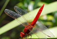 Chuồn Chuồn số mấy? Giải mã con số và ý nghĩa tâm linh