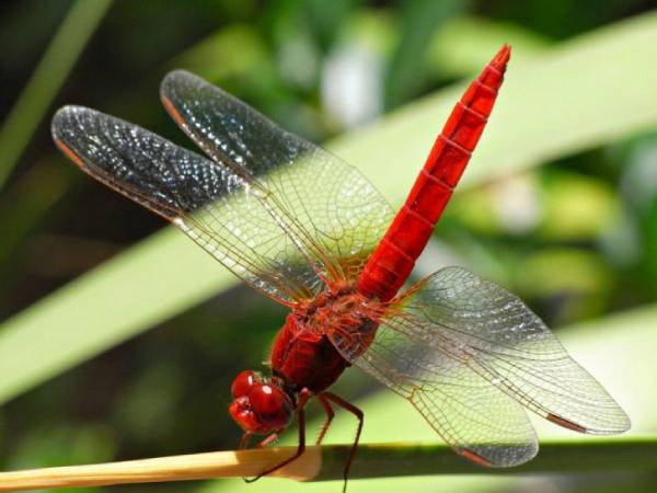 Chuồn chuồn số mấy? Luận con số theo dân gian và giấc mơ