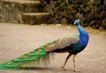 Con công số mấy? Ý nghĩa chim công trong quan niệm dân gian