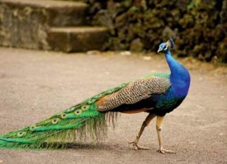 Con công số mấy? Ý nghĩa chim công trong quan niệm dân gian