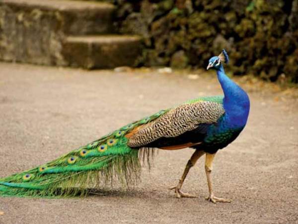 Con công số mấy theo quan niệm dân gian? Con công số mấy? Ý nghĩa chim công trong quan niệm dân gian