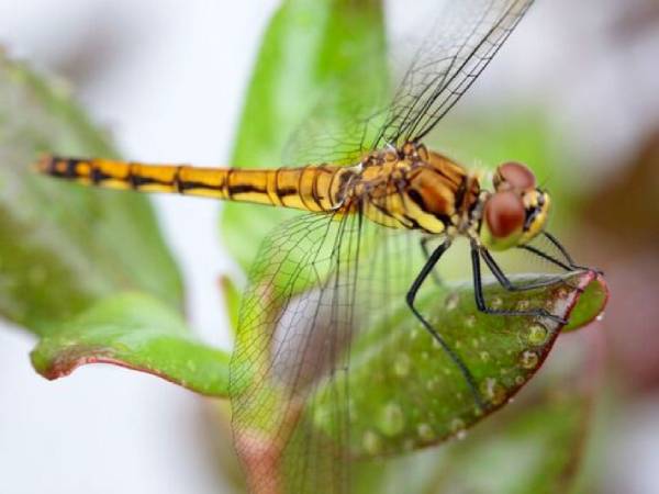 Ý nghĩa chuồn chuồn trong văn hóa dân gian và phong thủy