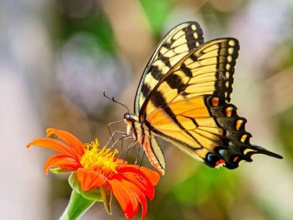 Con bướm bay vào nhà là số mấy?