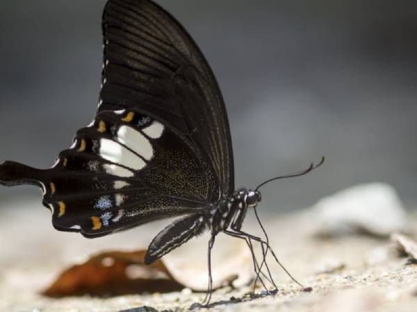 Con bướm bay vào nhà có ý nghĩa gì theo quan niệm dân gian?