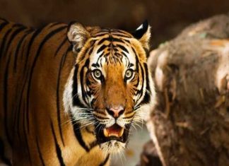 Con số may mắn ngày 13/03/2026 cho tuổi Dần mang lộc phát