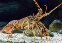 Gợi ý mơ thấy con tôm số mấy phát tài khiến ai cũng tò mò Gợi ý mơ thấy con tôm số mấy phát tài khiến ai cũng tò mò