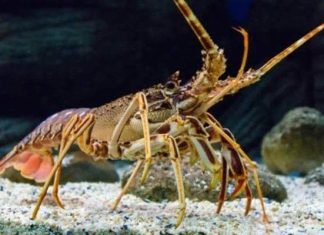 Gợi ý mơ thấy con tôm số mấy phát tài khiến ai cũng tò mò