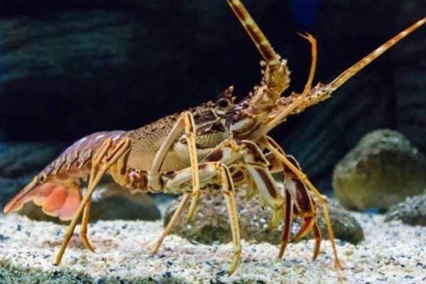 Gợi ý mơ thấy con tôm số mấy phát tài khiến ai cũng tò mò