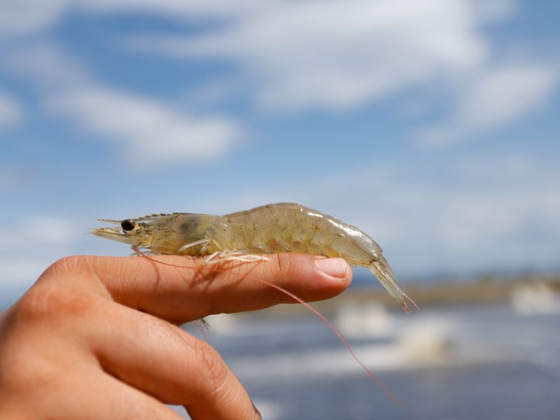 Mơ thấy tôm chết