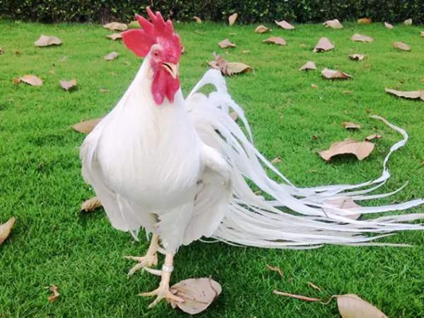 Chiêm bao thấy nuôi gà trống