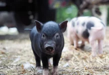 Sự thật nằm mơ thấy heo con là điềm gì, số gì đại cát?