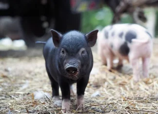 Sự thật nằm mơ thấy heo con là điềm gì, số gì đại cát?