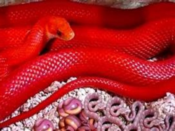 Ý nghĩa chung khi mơ thấy rắn đỏ