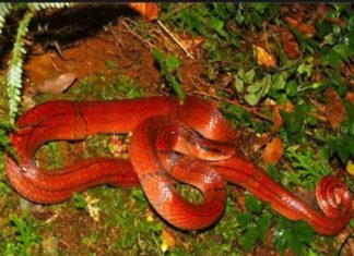 Mơ thấy rắn đỏ ý nghĩa gì, hé lộ con số chuẩn xác nhất? Mơ thấy rắn đỏ