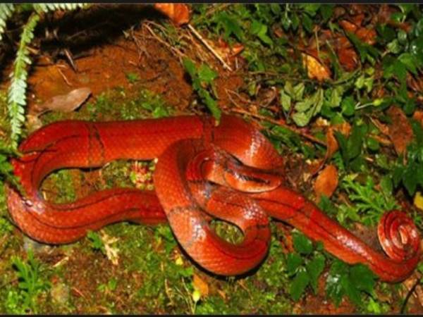 Mơ thấy rắn đỏ