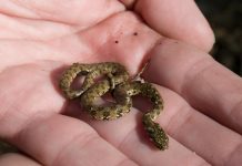 Lý giải nằm mơ thấy rắn nhỏ là điềm gì, con gì lộc phát?