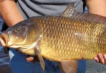 cá chép số mấy