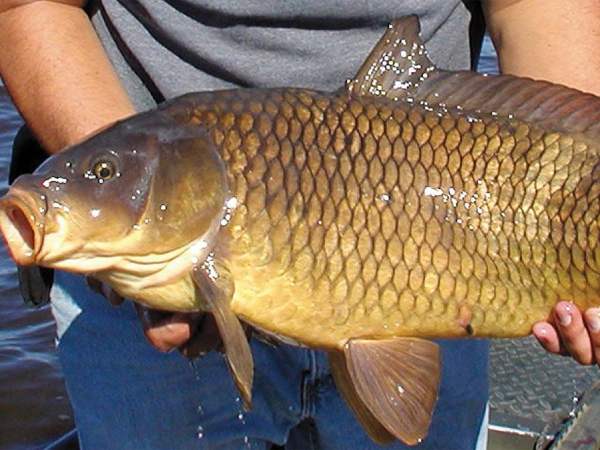 cá chép số mấy