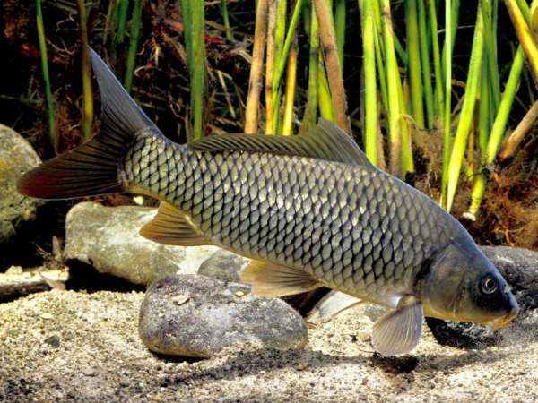 Ý nghĩa cá chép trong dân gian