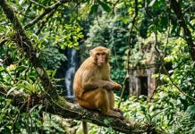 Con số may mắn ngày 30 tháng 4 thứ 5 của tuổi Thân