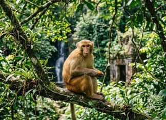 Con số may mắn ngày 30 tháng 4 thứ 5 của tuổi Thân